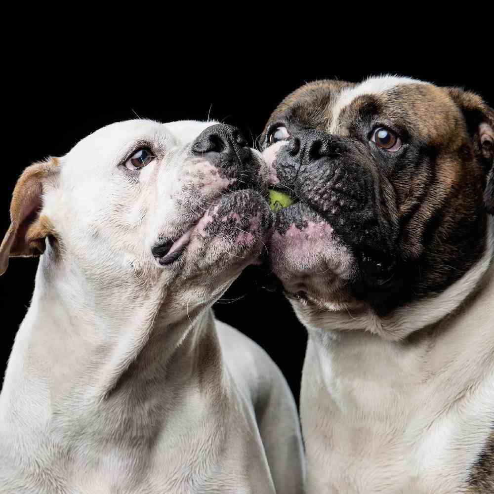 American Bulldog Puppies for Sale image