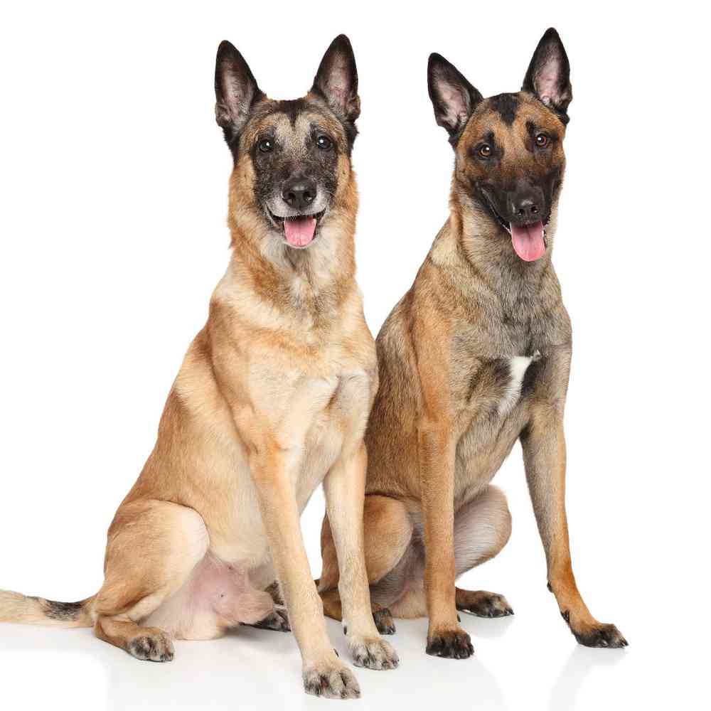 Belgian Malinois Puppies for Sale image