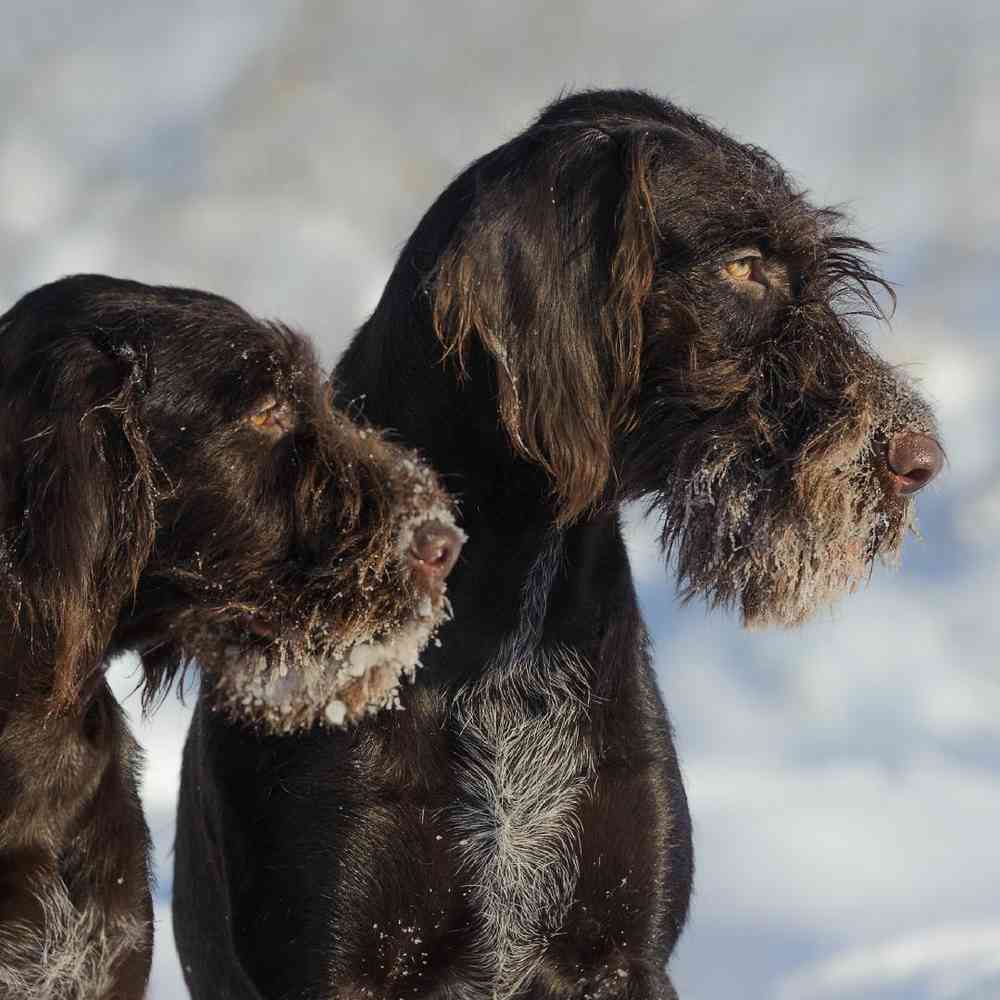 Giant Schnauzer Puppies for Sale image