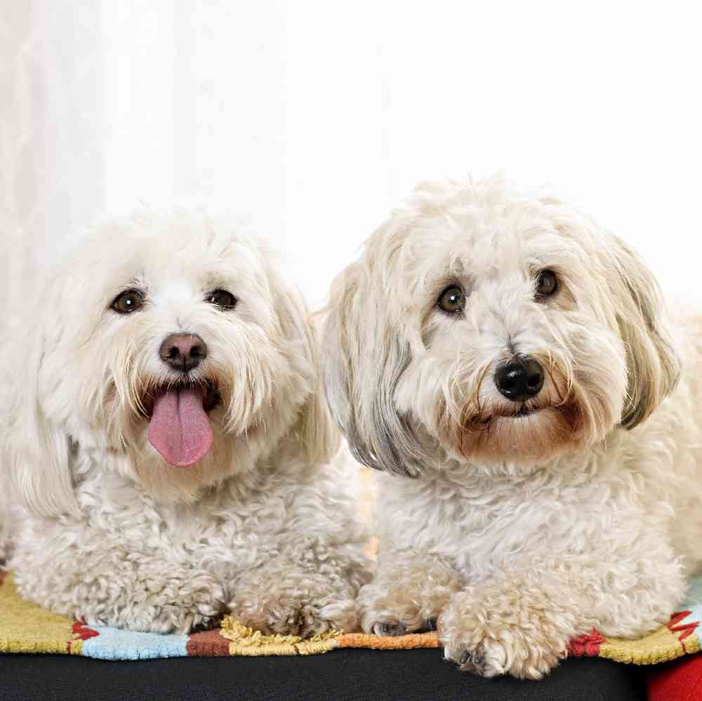 Coton De Tulear Puppies for Sale image