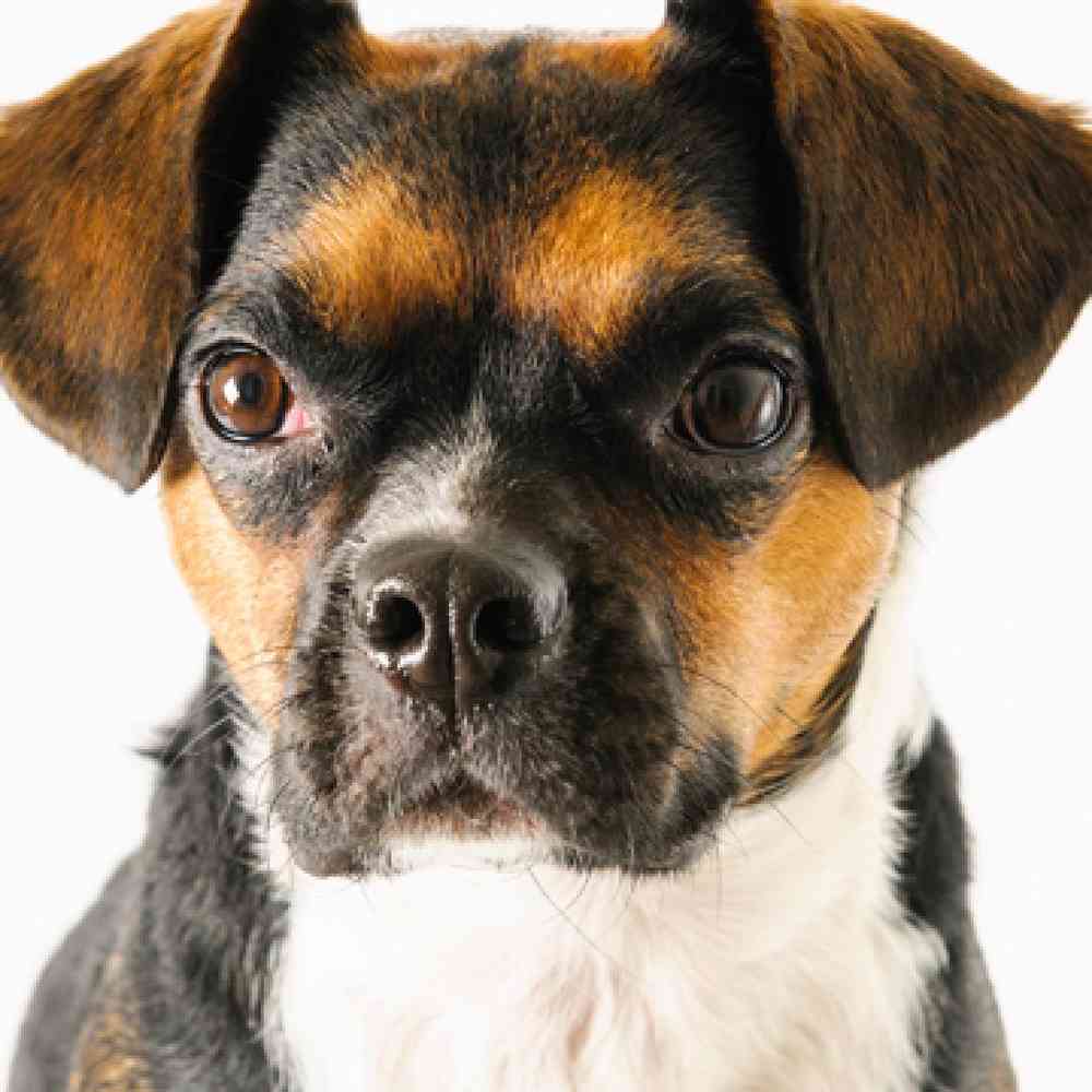 Boggle Puppies for Sale image