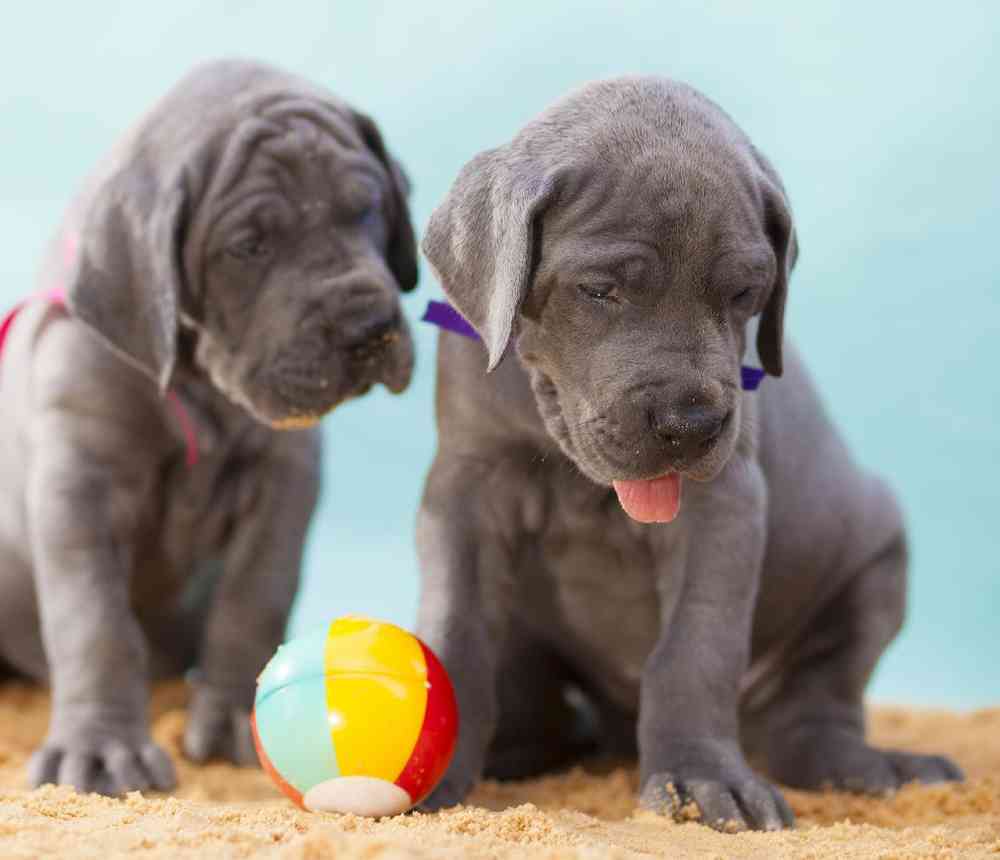 Great Dane Puppies for Sale image