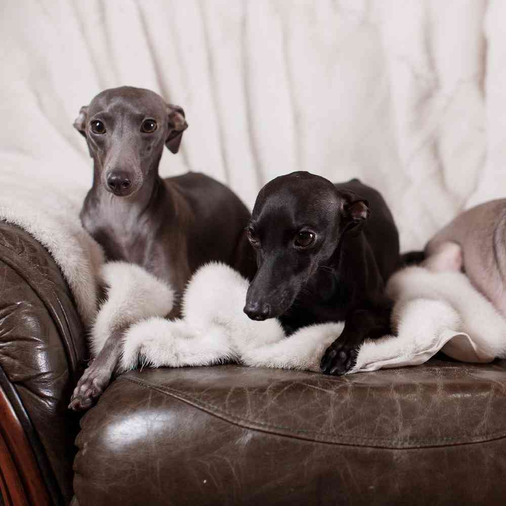 Greyhound Puppies for Sale image