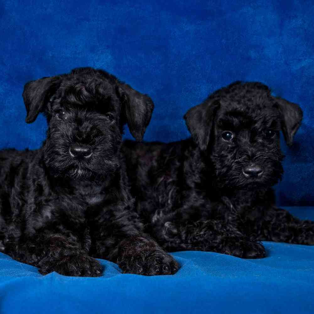 Kerry Blue Terrier Puppies for Sale image
