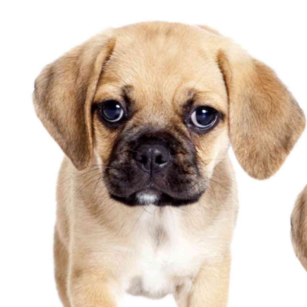 Puggle Puppies for Sale image