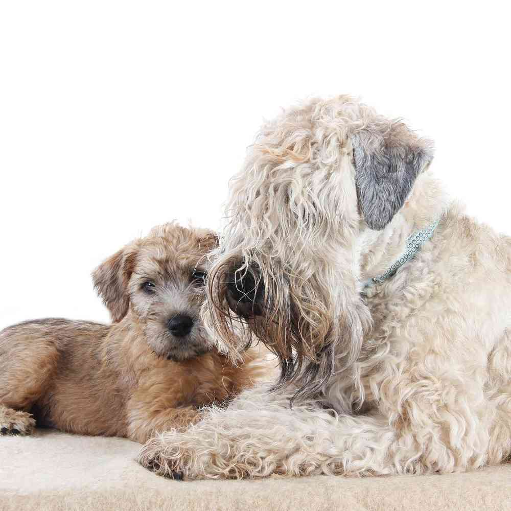 Soft Coated Wheaten Terrier Puppies for Sale image