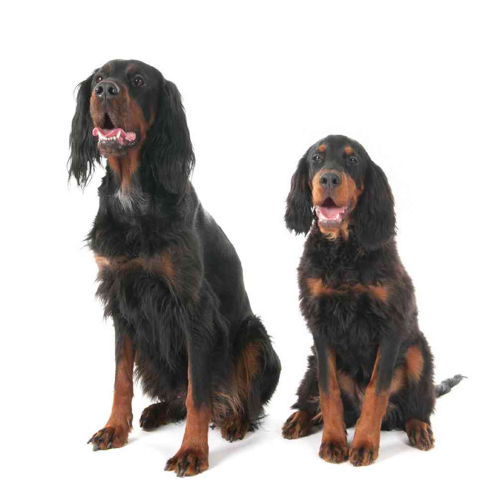 Gordon Setter Puppies for Sale image