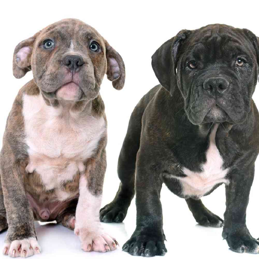 American Staffordshire Terrier Puppies for Sale image
