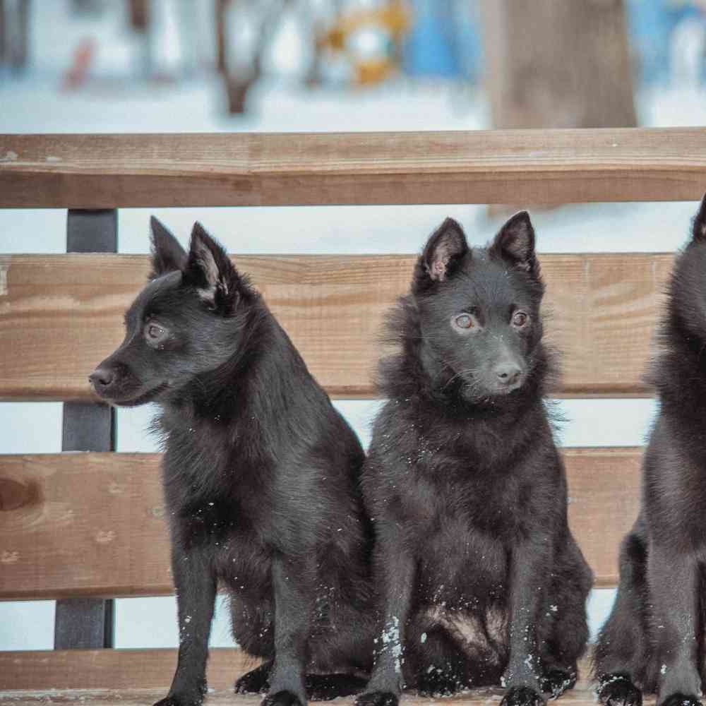 Schipperke Puppies for Sale image