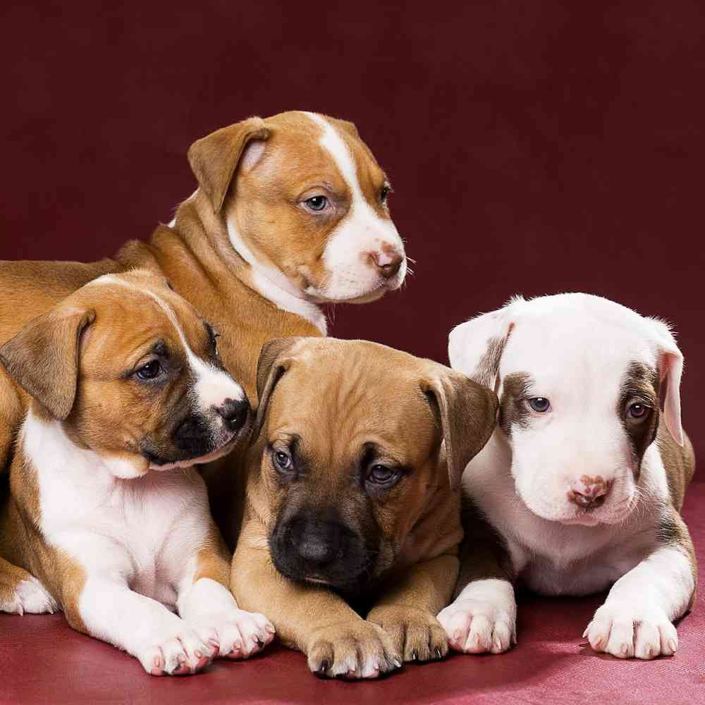 American Pit Bull Terrier Puppies for Sale image