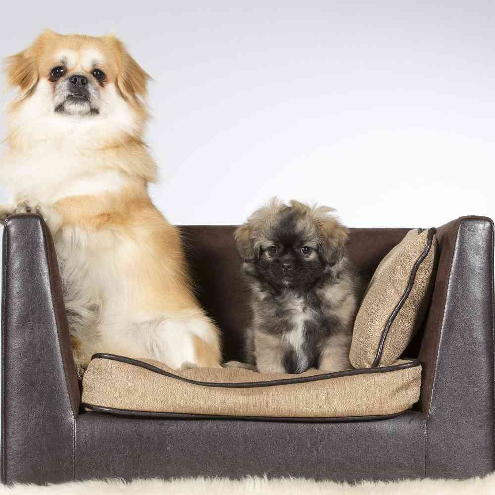 Tibetan Spaniel Puppies for Sale image