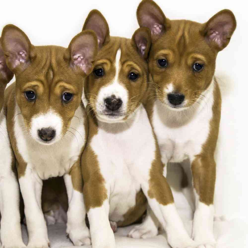 Basenji Puppies for Sale image