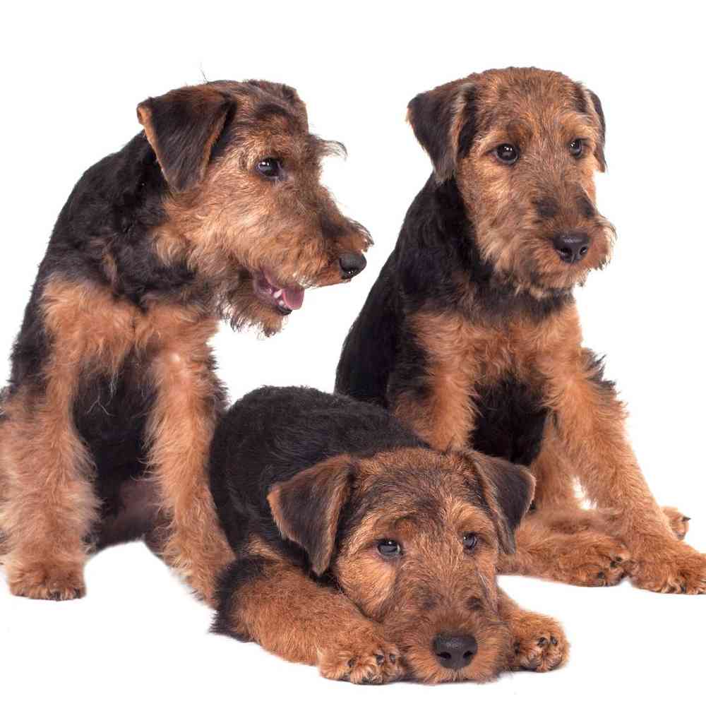 Welsh Terrier Puppies for Sale image