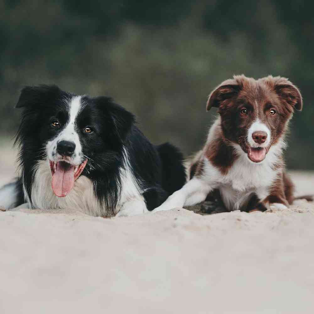 Border Collie Puppies for Sale image