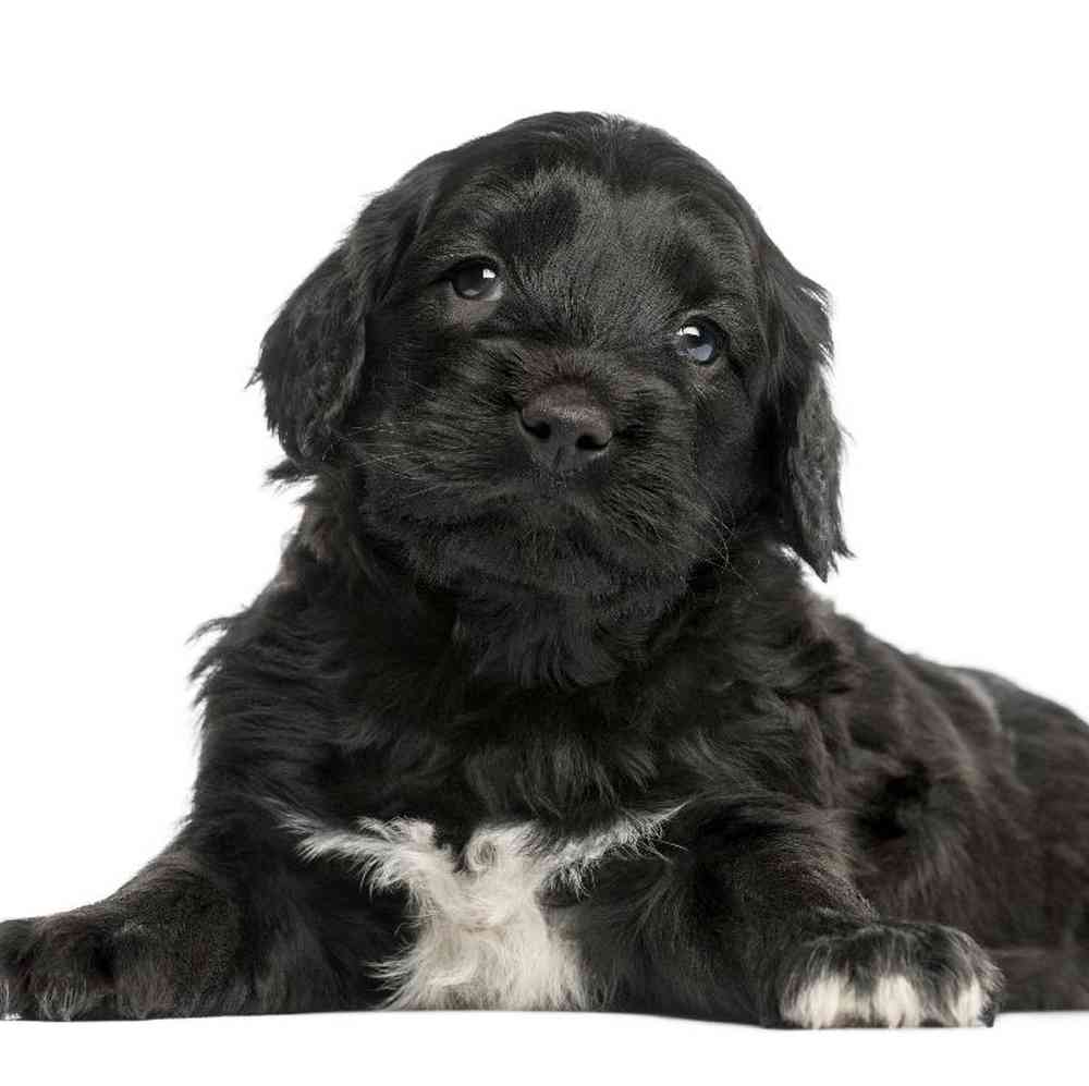 Portuguese Water Dog Puppy image