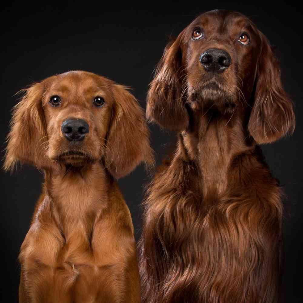 Irish Setter Puppies for Sale image