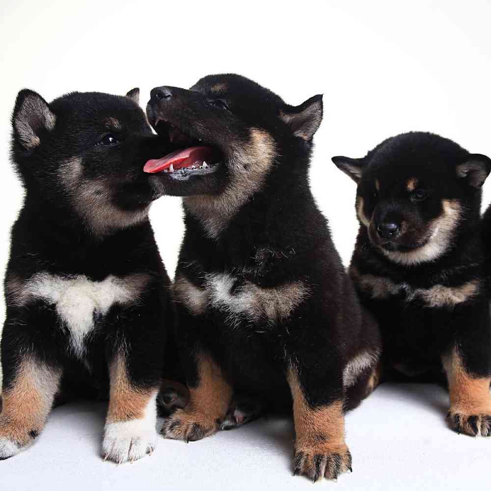Australian Terrier Puppies for Sale image