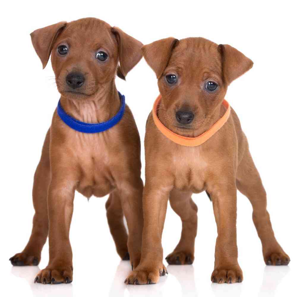 German Pinscher Puppies for Sale image