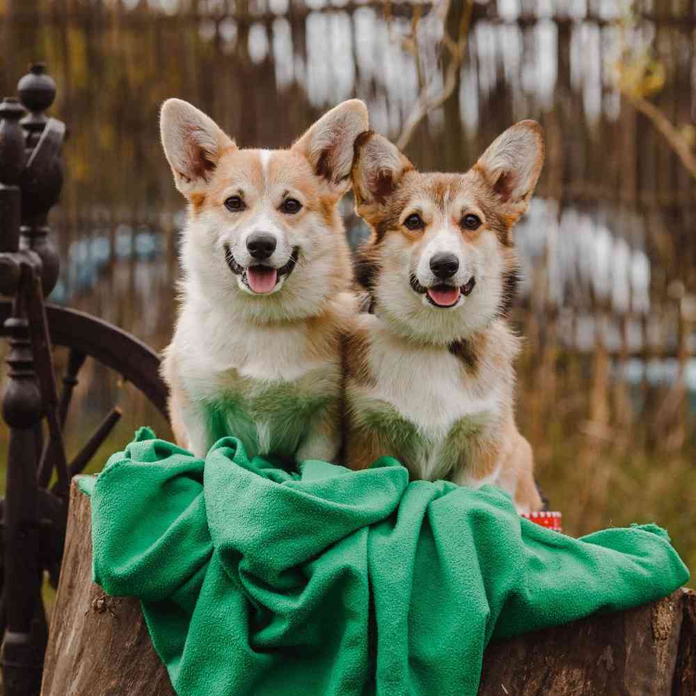Cardigan Welsh Corgi Puppies for Sale image