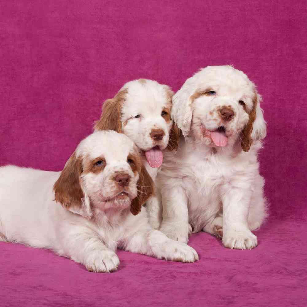 Clumber Spaniel Puppies for Sale image