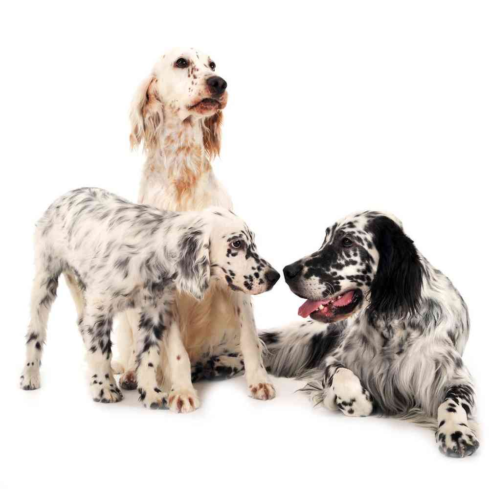 English Setter Puppies for Sale image