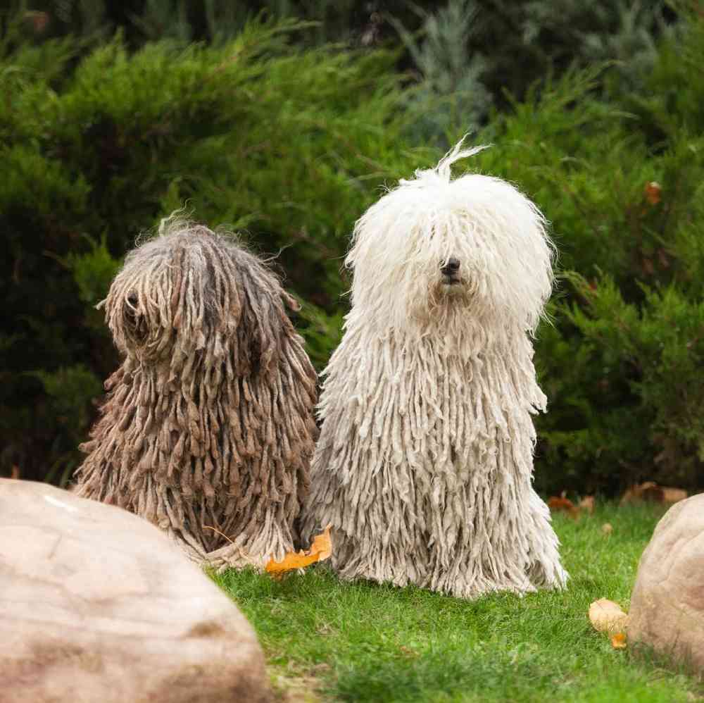 Puli Puppies for Sale image