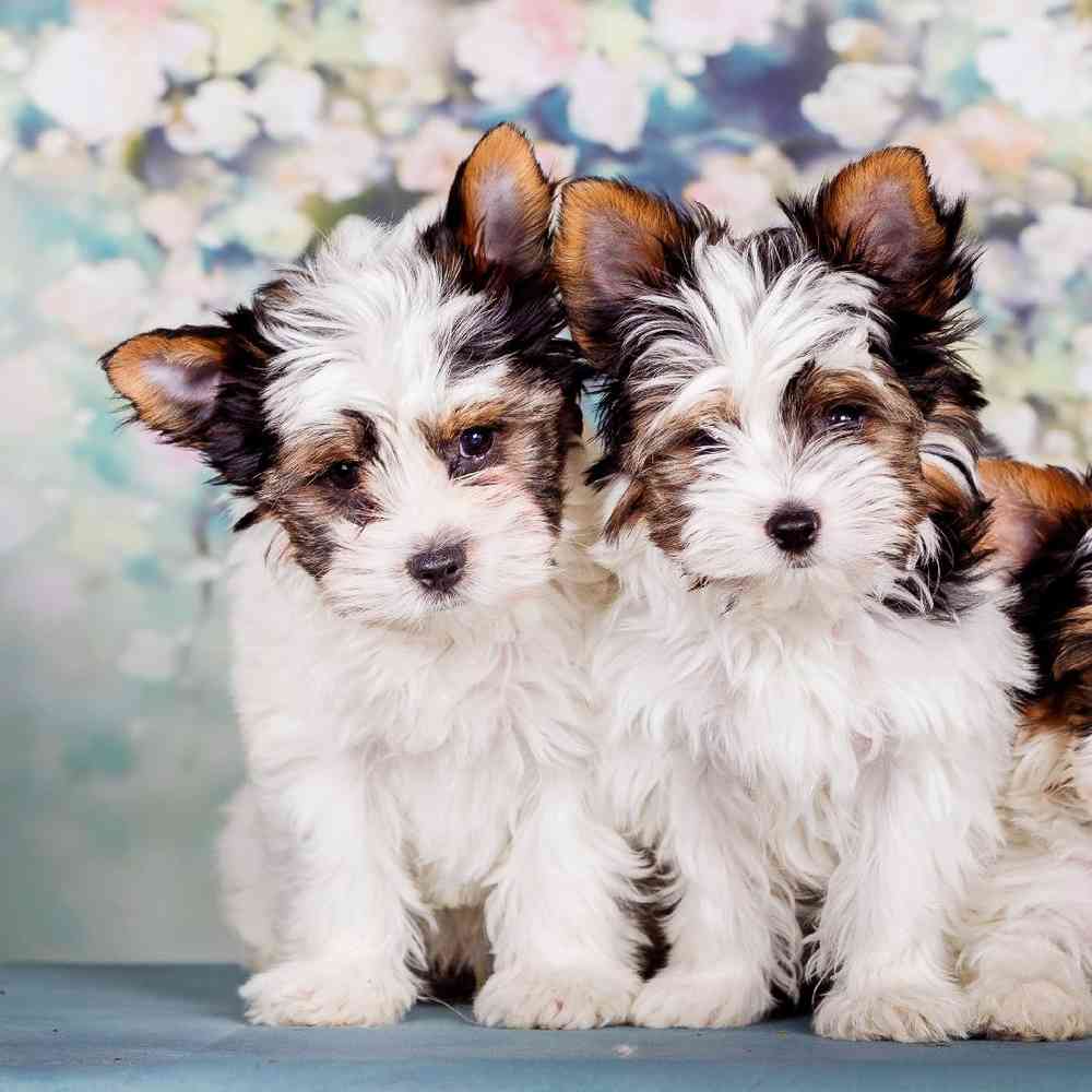 Biewer Terrier Puppies for Sale image