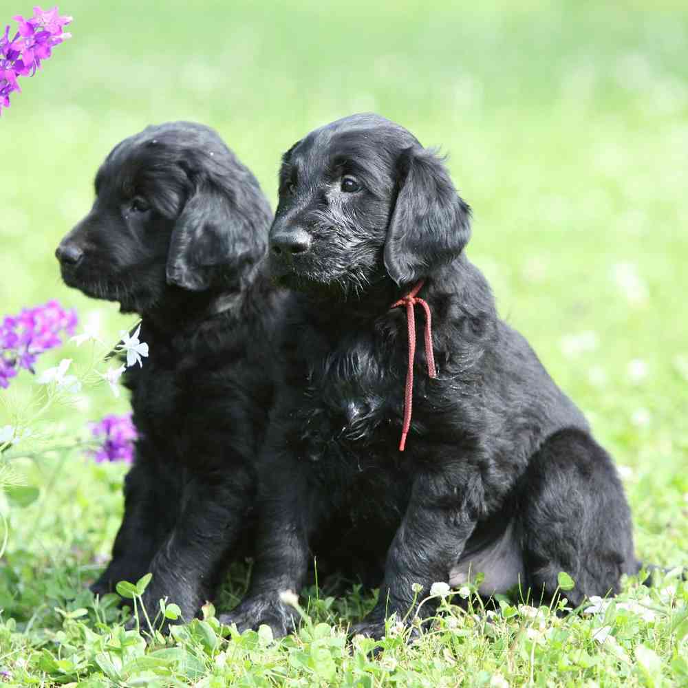 Flat-Coated Retriever Puppies for Sale image