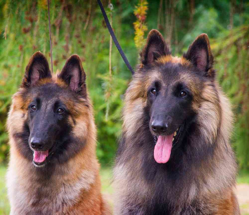 Belgian Tervuren Puppies for Sale image