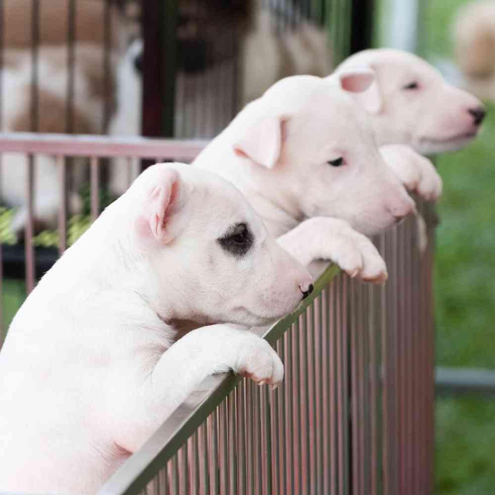 Bull Terrier Puppies for Sale image