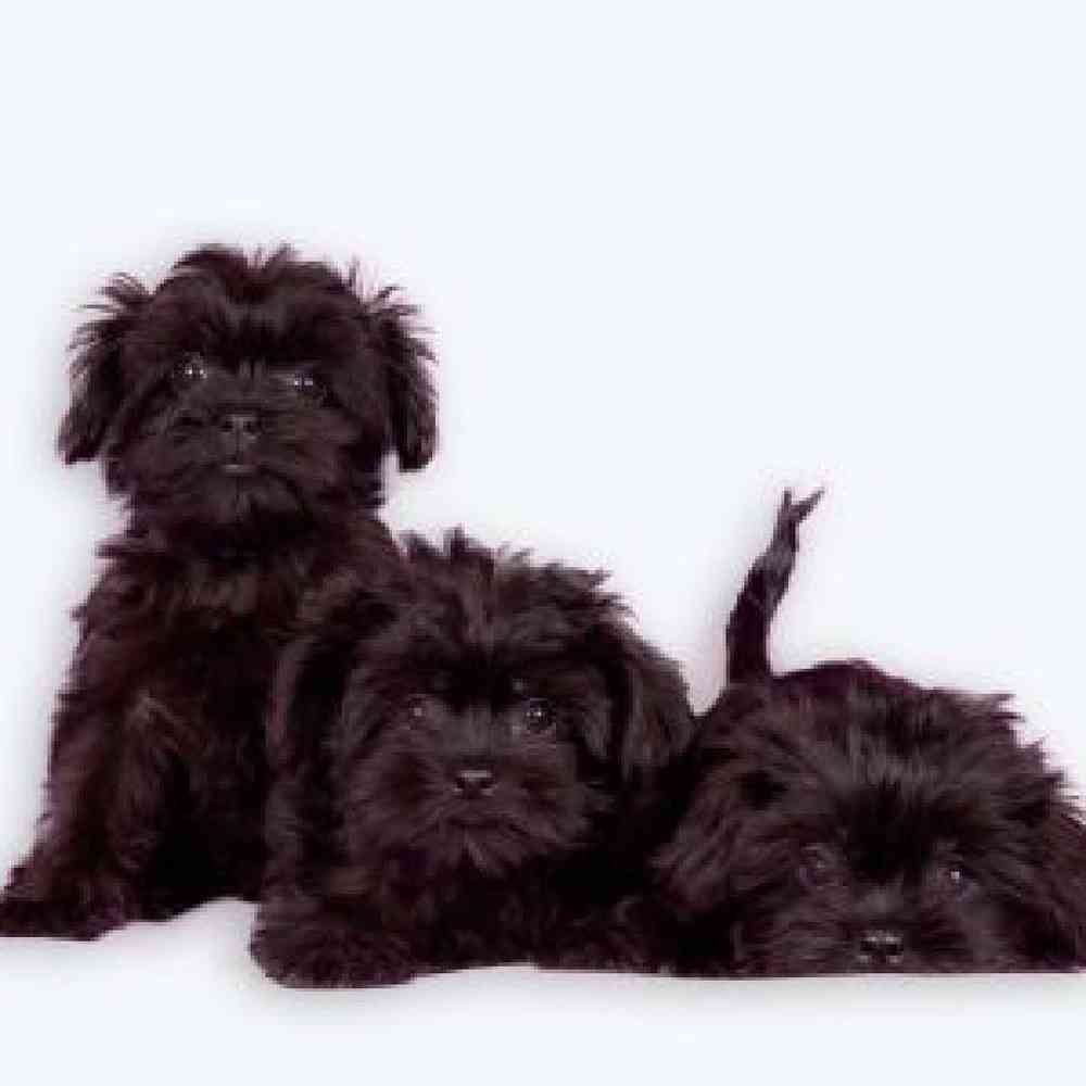 Affenpinscher Puppies for Sale image