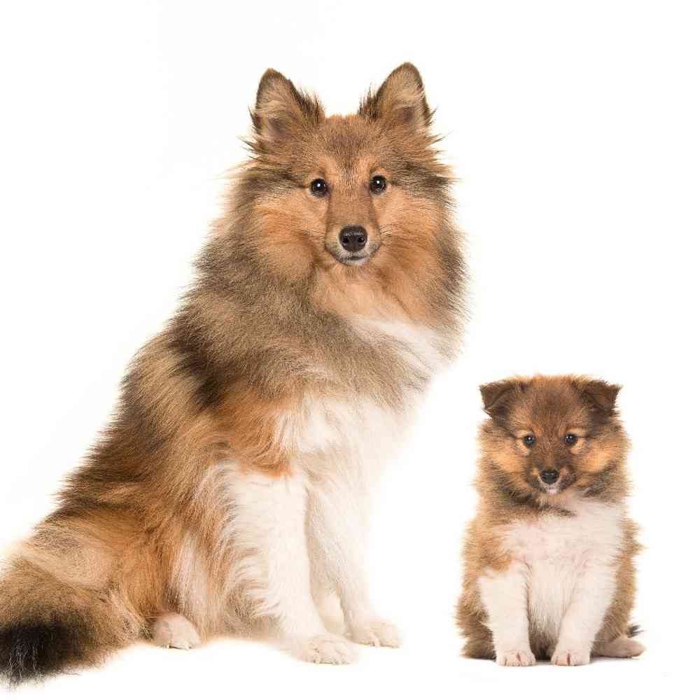 Sheltie Puppies for Sale image