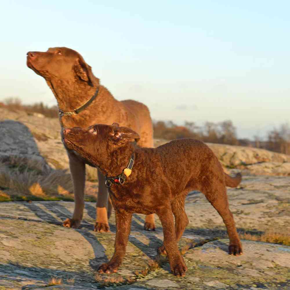 Chesapeake Bay Retriever Puppies for Sale image