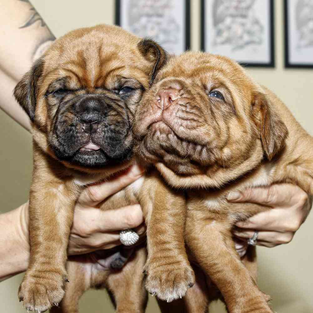 Dogue De Bordeaux Puppies for Sale image
