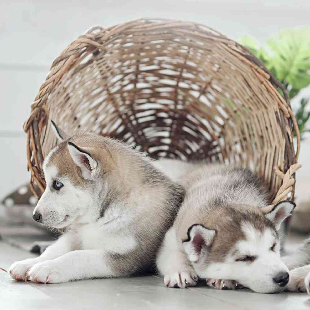 Alaskan Malamute Puppies for Sale image