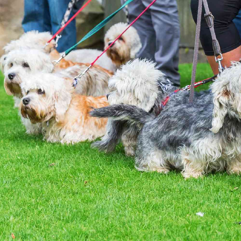 Dandie Dinmont Terrier Puppies for Sale image