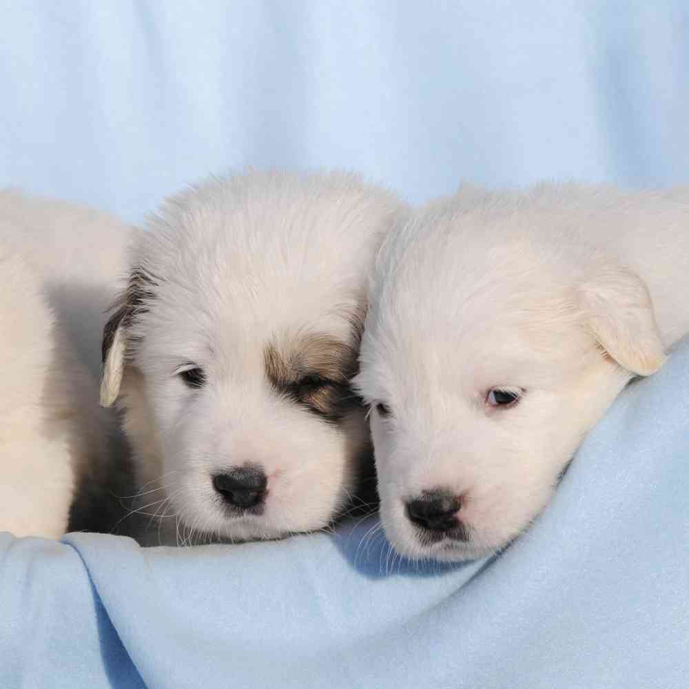 Great Pyrenees Puppies for Sale image