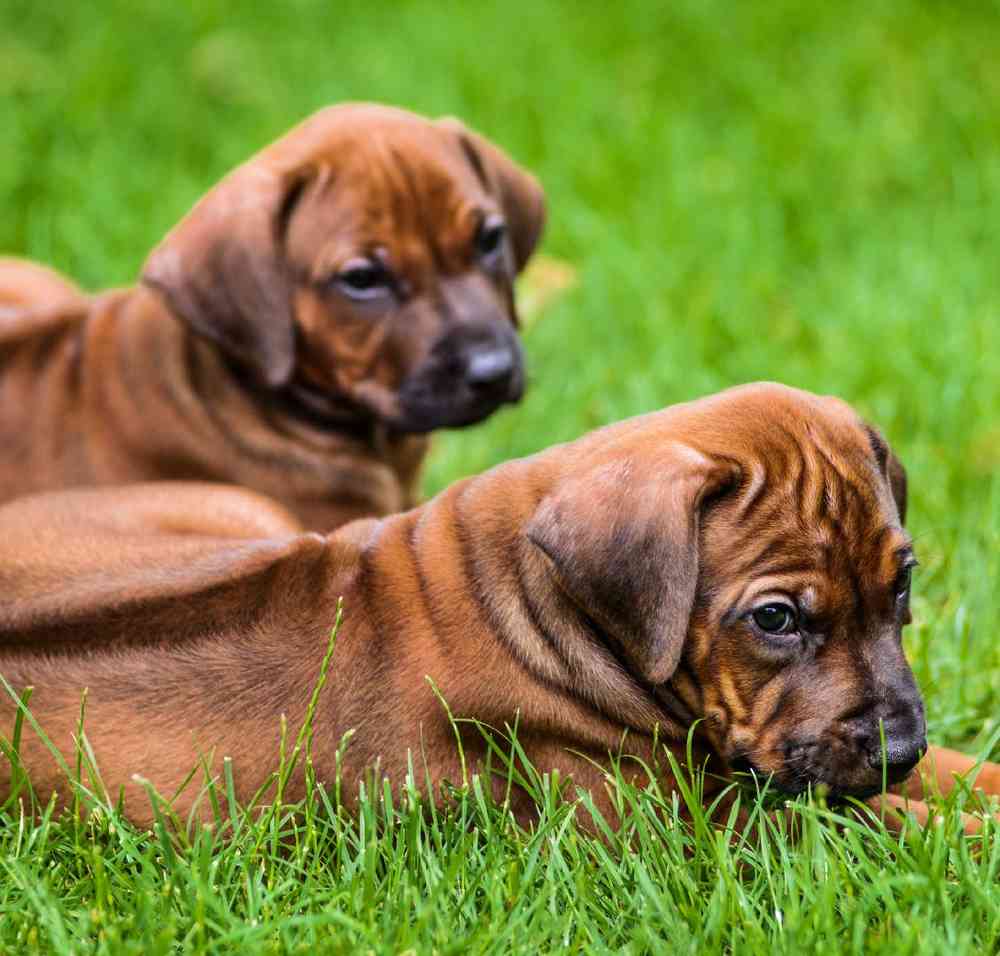 Rhodesian Ridgeback Puppies for Sale image