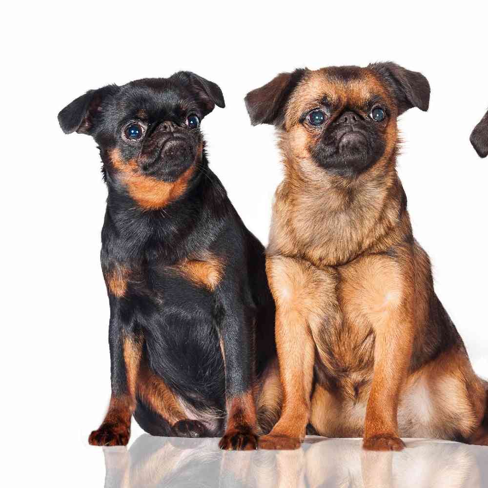 Brussels Griffon Puppies for Sale image