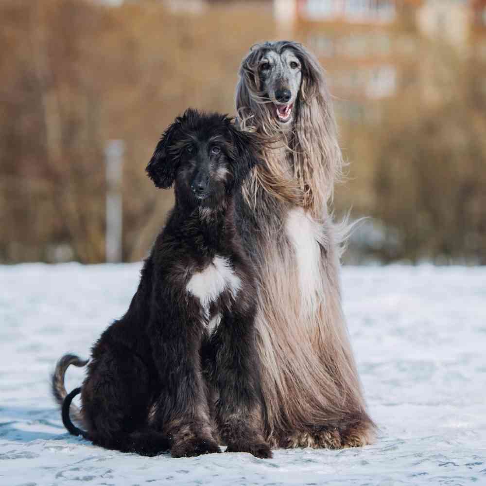Afghan Hound Puppies for Sale image