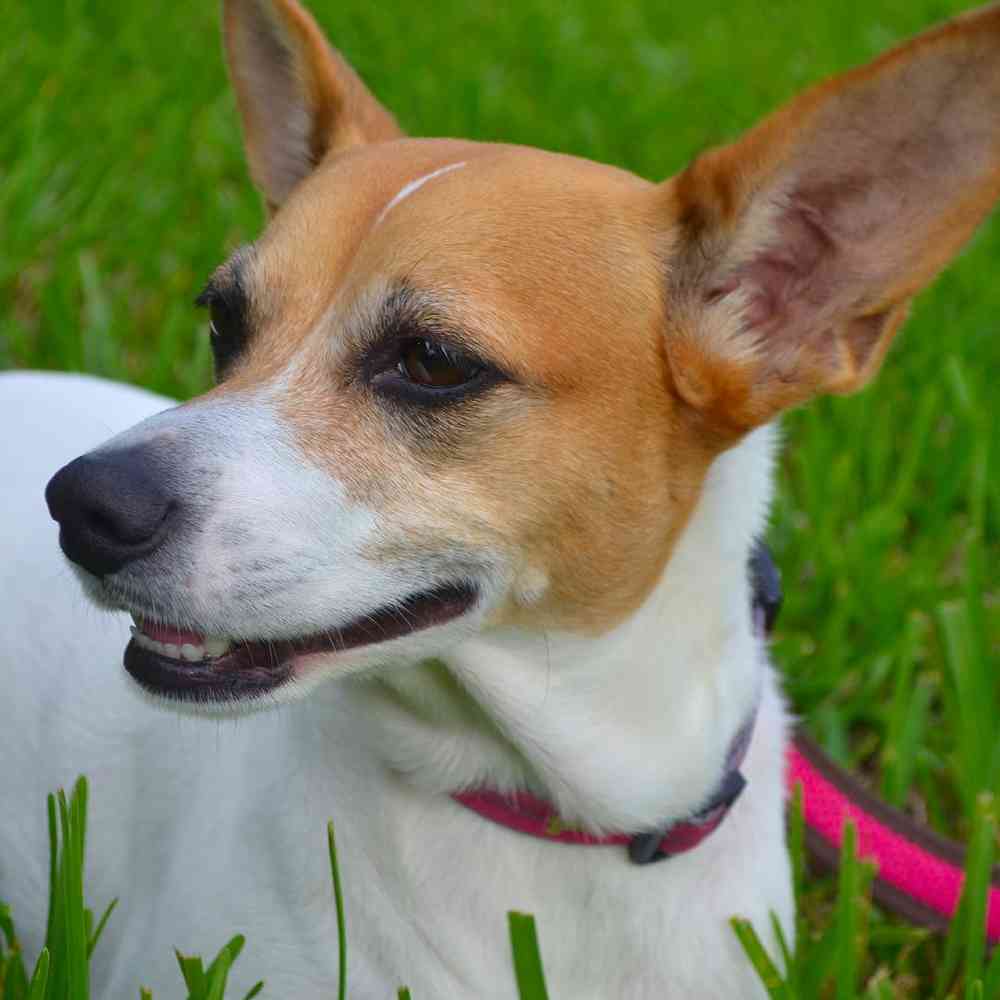 Rat Terrier Puppies for Sale image
