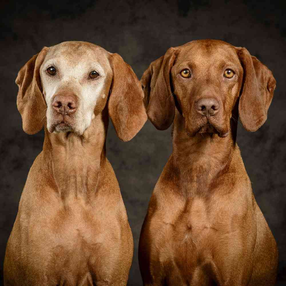Vizsla Puppies for Sale image