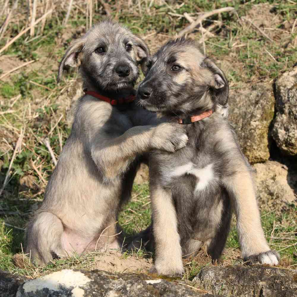 Irish Wolfhound Puppies for Sale image