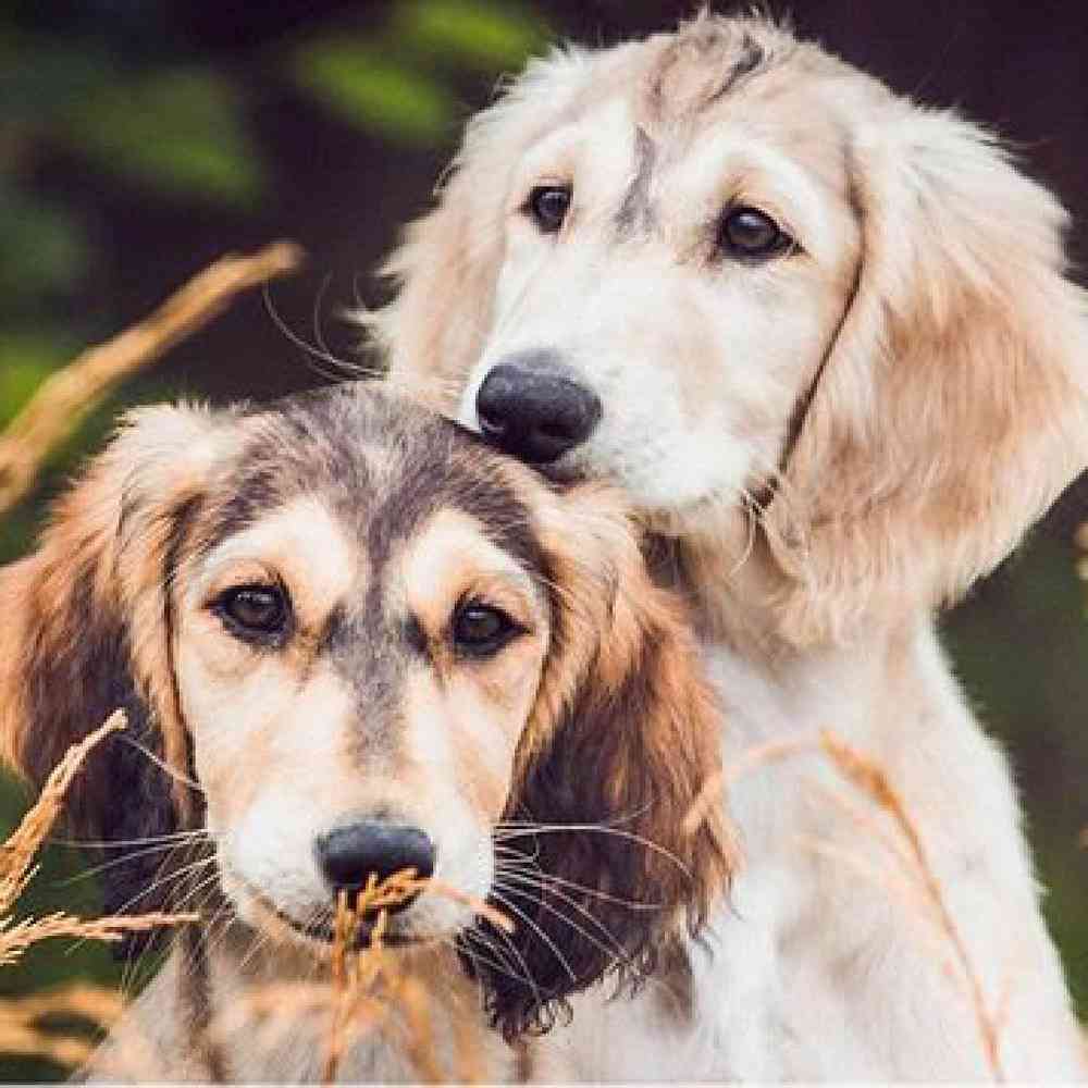 Saluki Puppies for Sale image