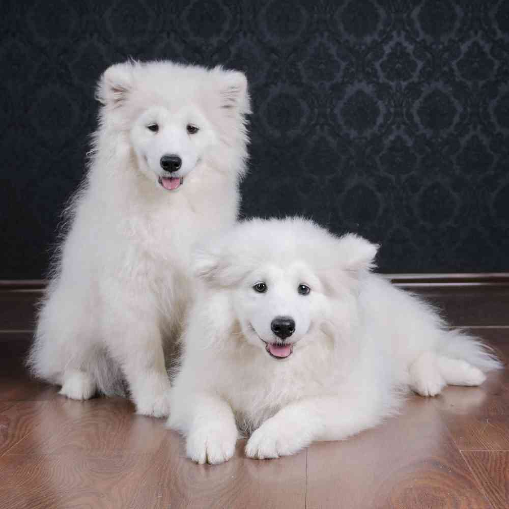 Samoyed Puppies for Sale image