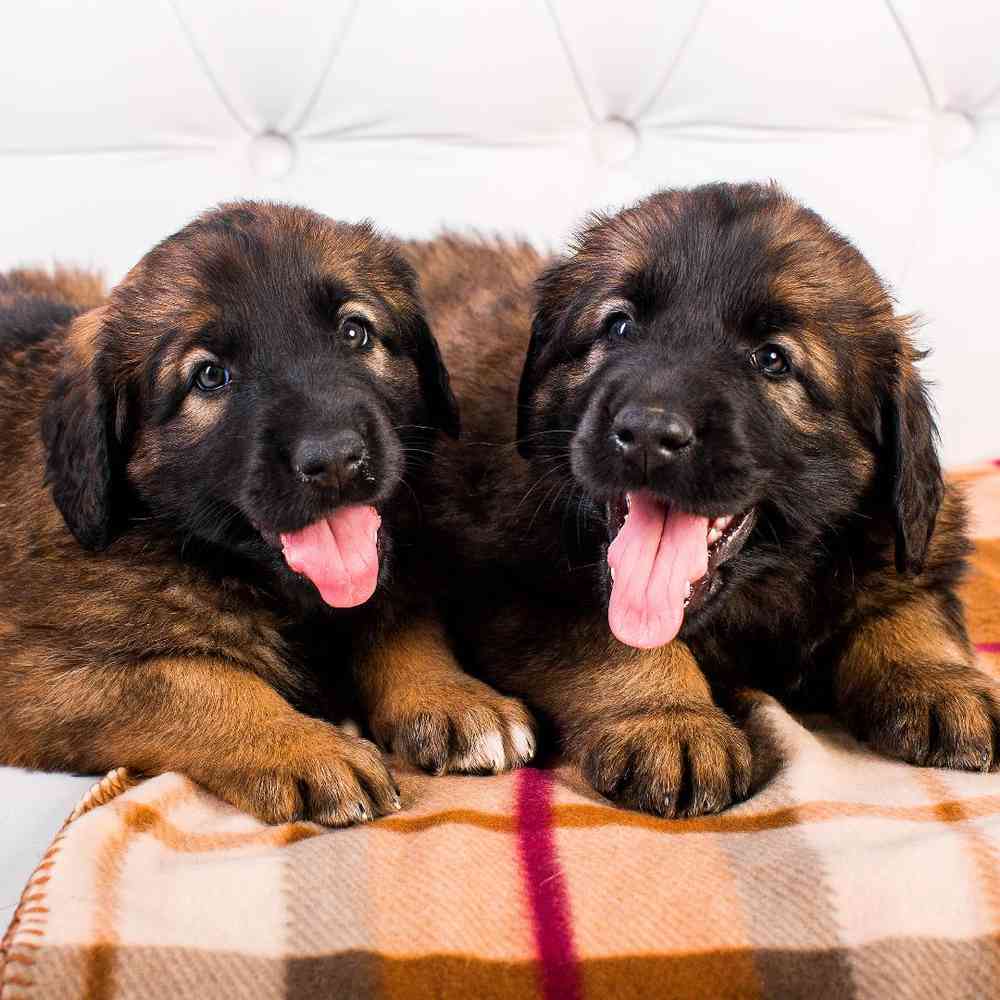 Leonbergers Puppies for Sale image