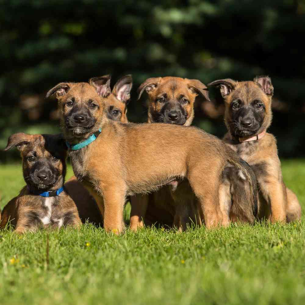 Belgian Shepherd Puppies for Sale image