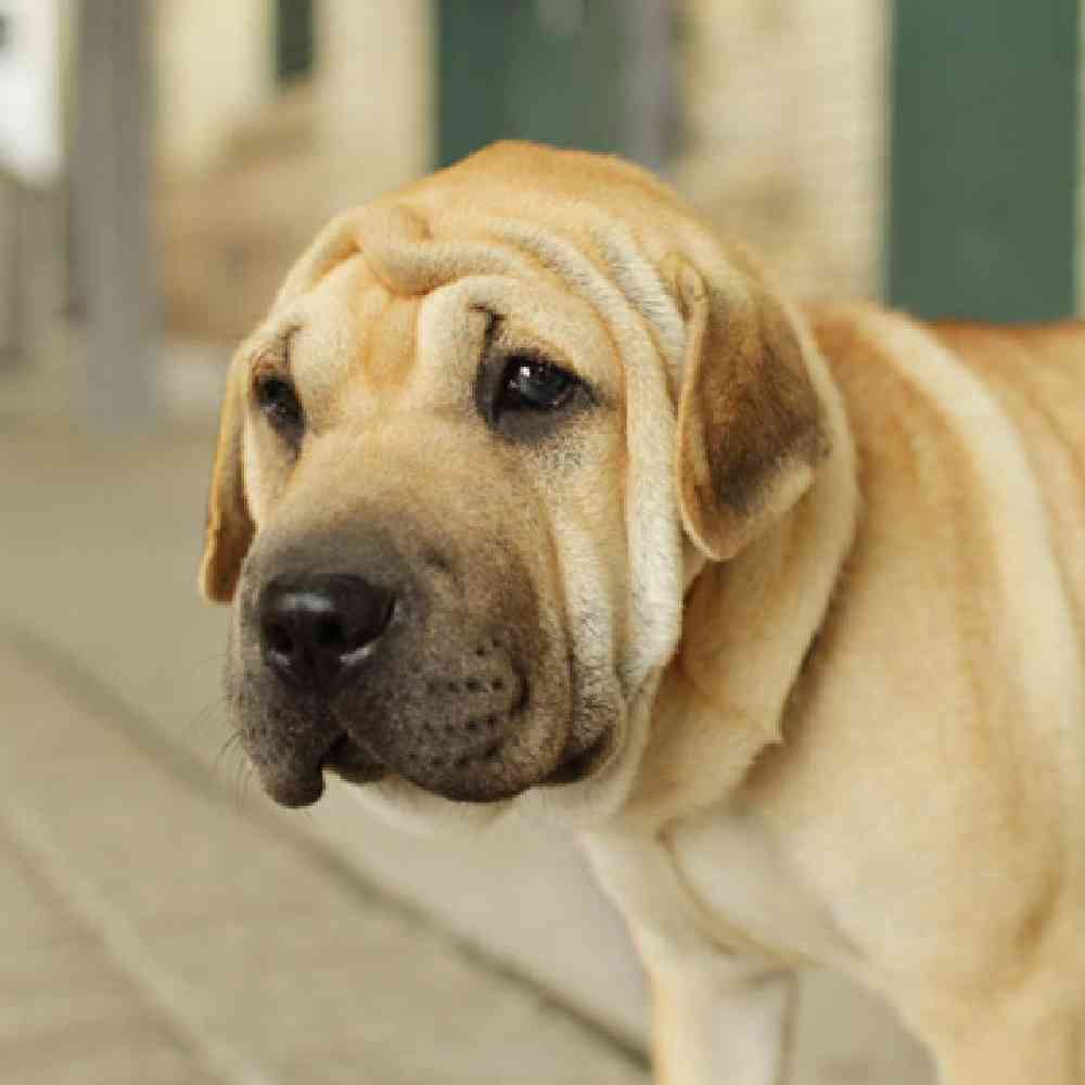 Walrus Puppies for Sale image