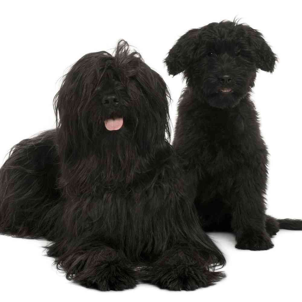 Briard Puppies for Sale image