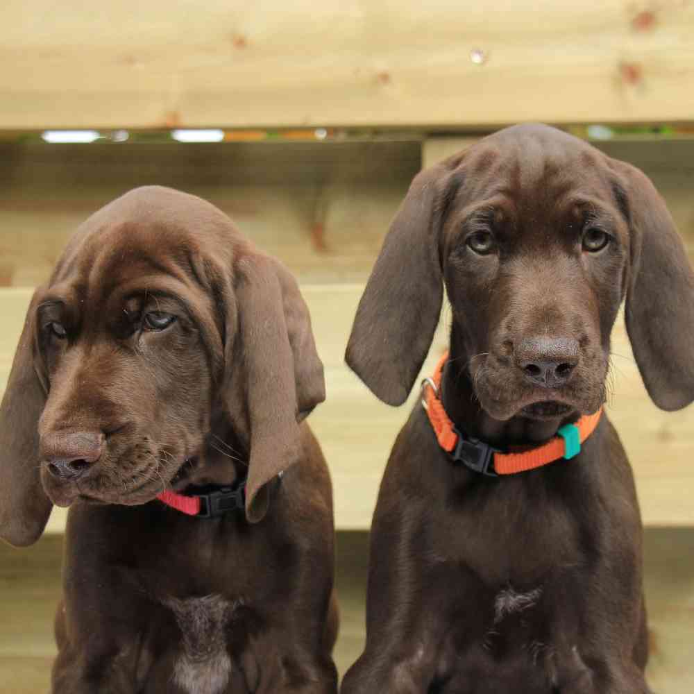 German Shorthaired Pointer Puppies for Sale image